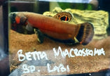 Betta Macrostoma by Iven Betta