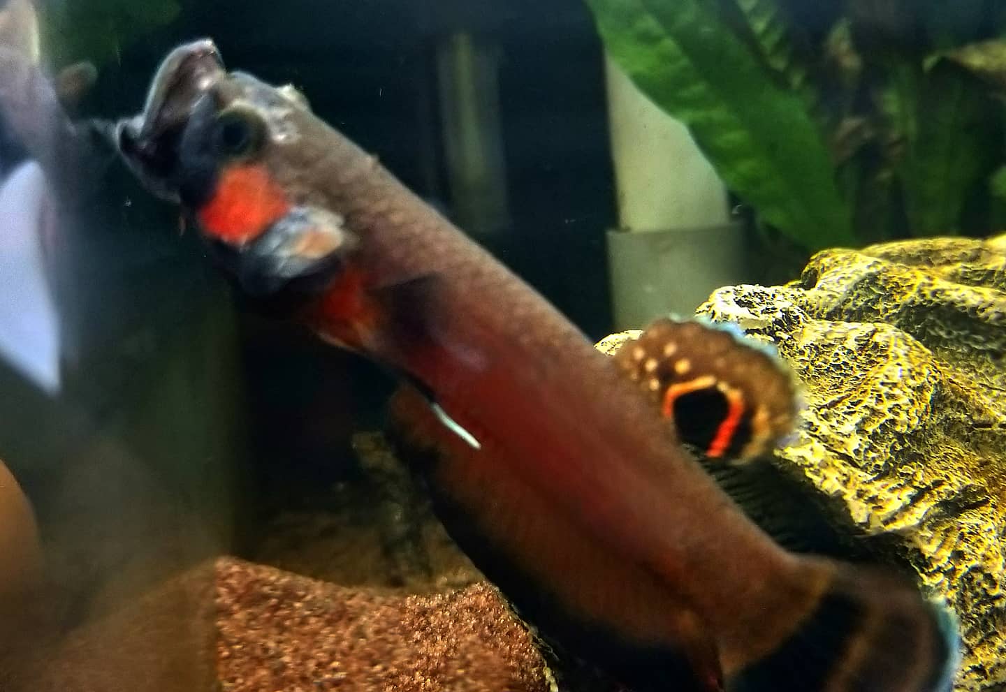 Betta Macrostoma by Iven Betta