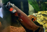 Betta Macrostoma by Iven Betta