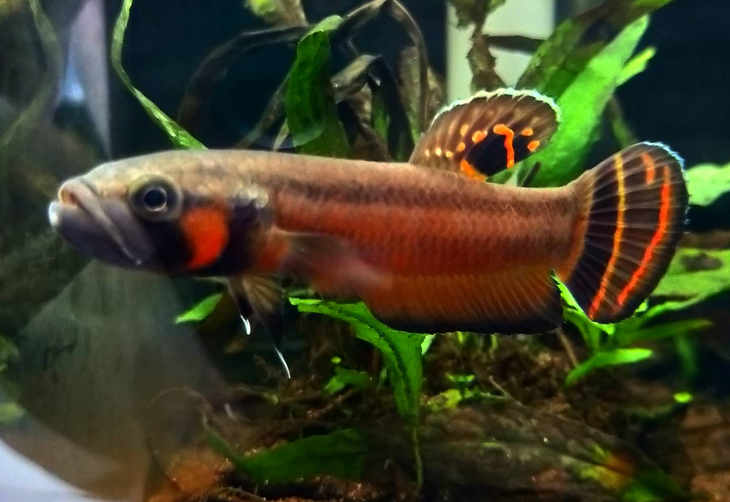 Betta Macrostoma by Iven Betta