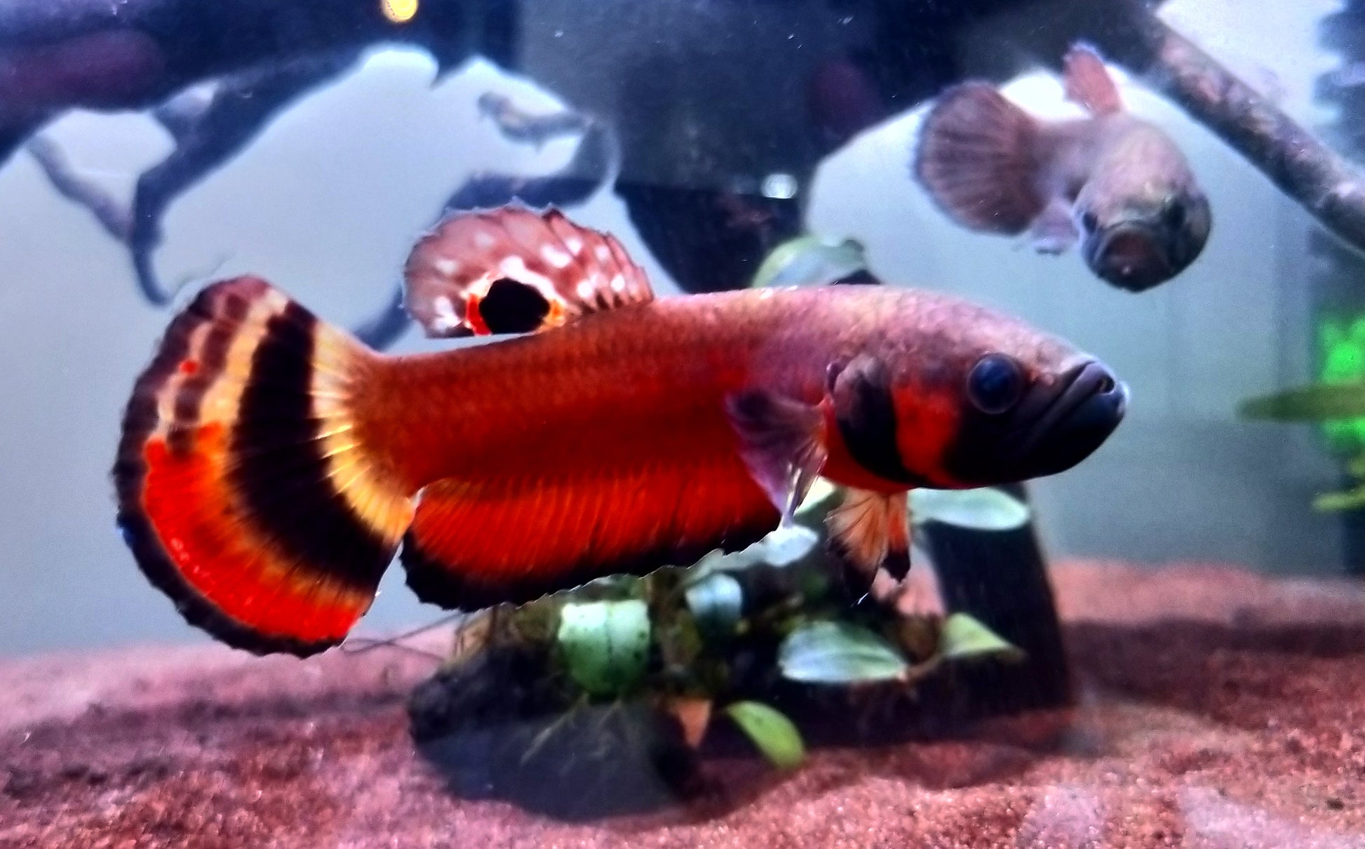 Betta Macrostoma by Iven Betta