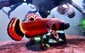 Betta Macrostoma by Iven Betta