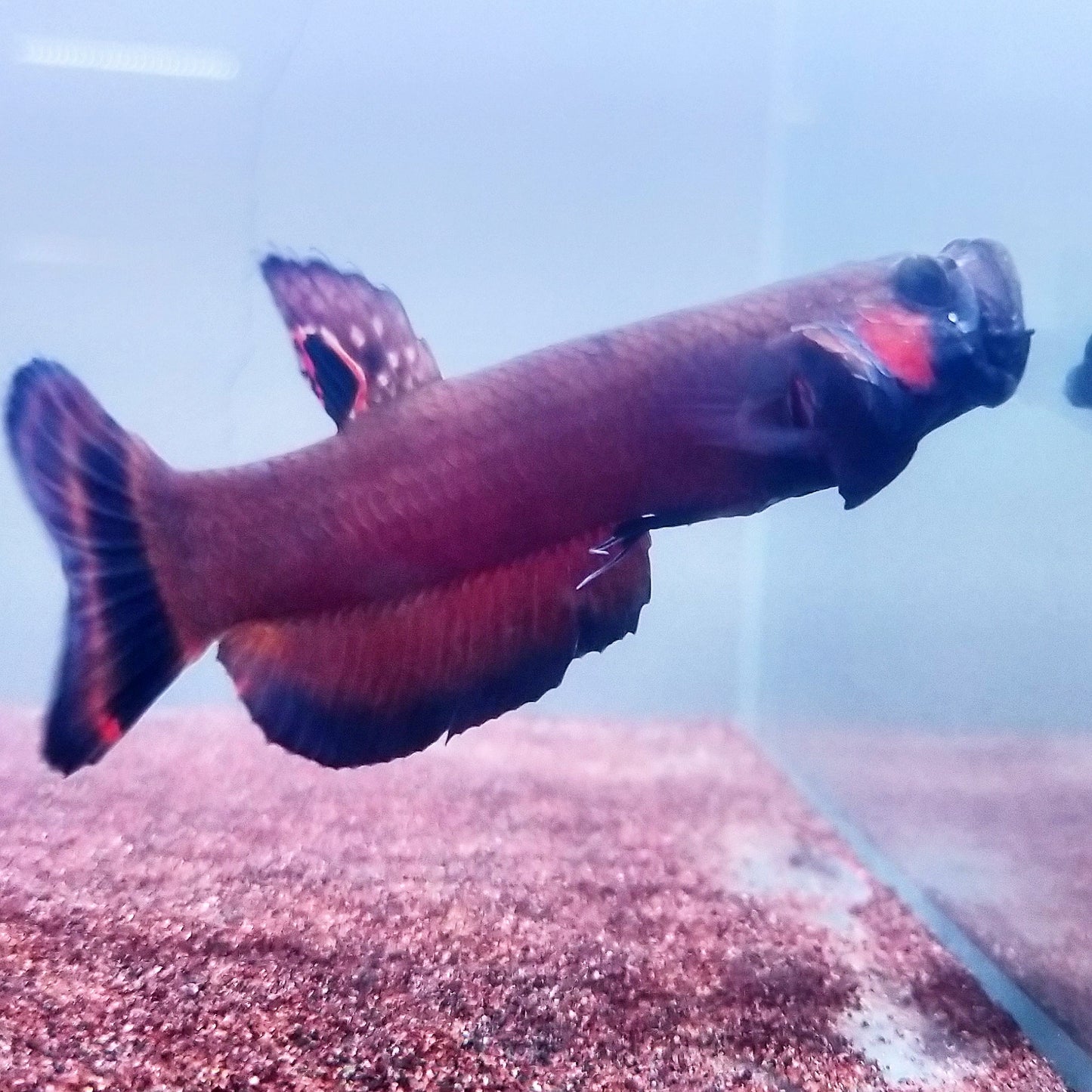 Betta Macrostoma by Iven Betta