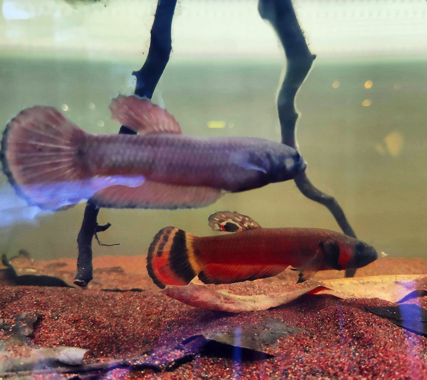 Betta Macrostoma by Iven Betta