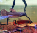 Betta Macrostoma by Iven Betta