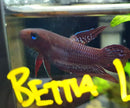 Betta Livida by Iven Betta