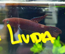 Betta Livida by Iven Betta