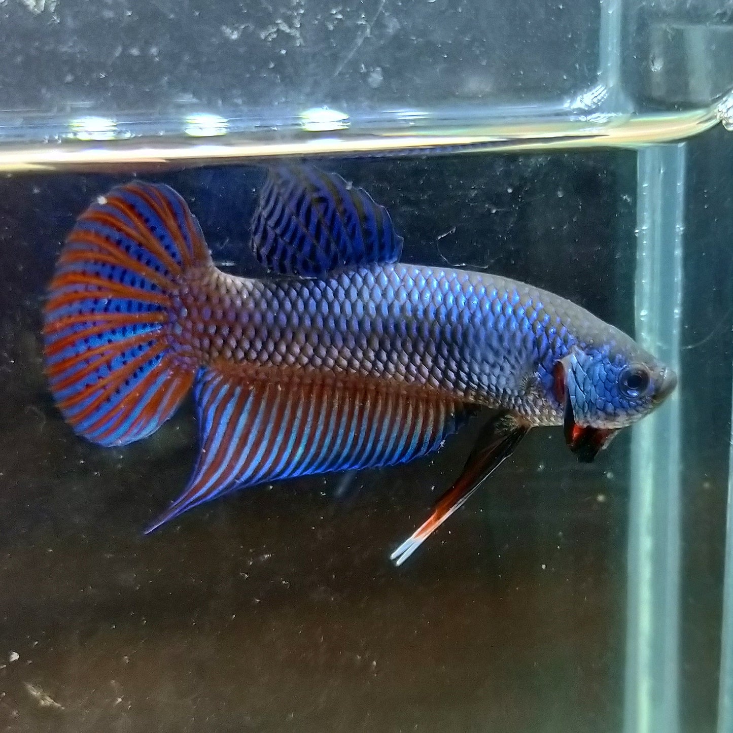 Betta Smaragdina by Iven Betta
