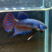 Betta Smaragdina by Iven Betta