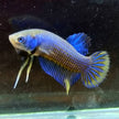 Betta Imbellis by Iven Betta