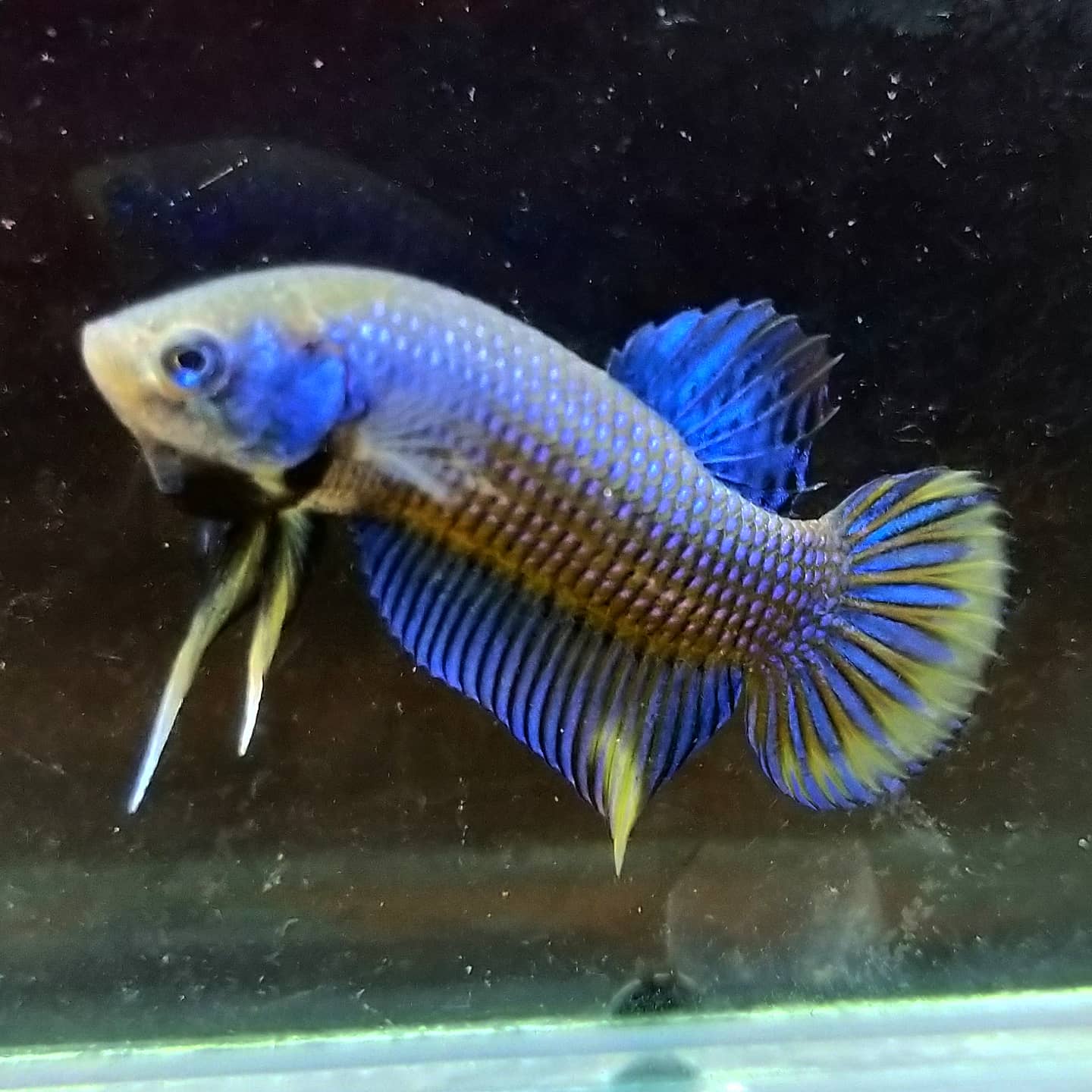 Betta var. 'Alien' by Iven Betta