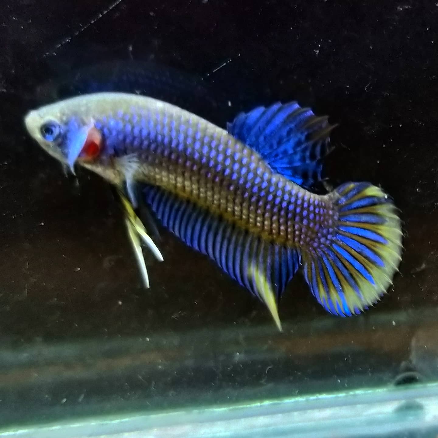 Betta Imbellis by Iven Betta