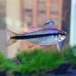 Hyphessobrycon Cyanotaenia by Iven Betta