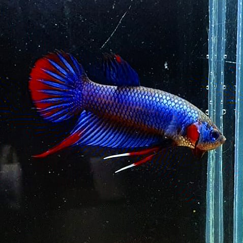 Betta Imbellis by Iven Betta