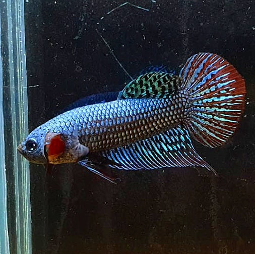 Betta var. 'Alien' by Iven Betta