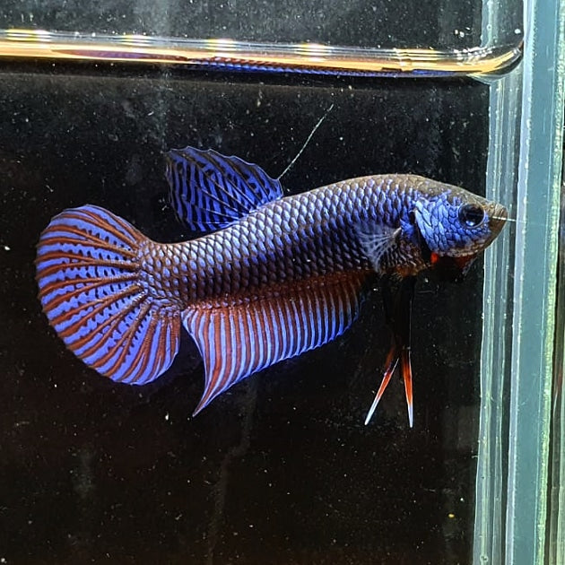 Betta Smaragdina by Iven Betta