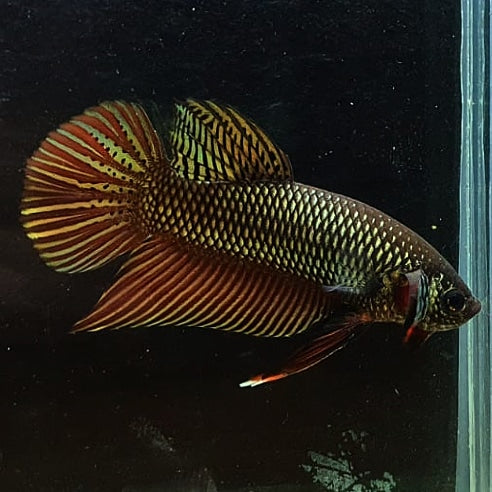 Betta Smaragdina by Iven Betta