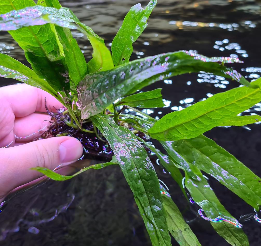 Microsorum Pteropus var. Java Fern by Iven Betta