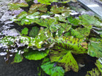 Nymphaea Zenkeri by Iven Betta