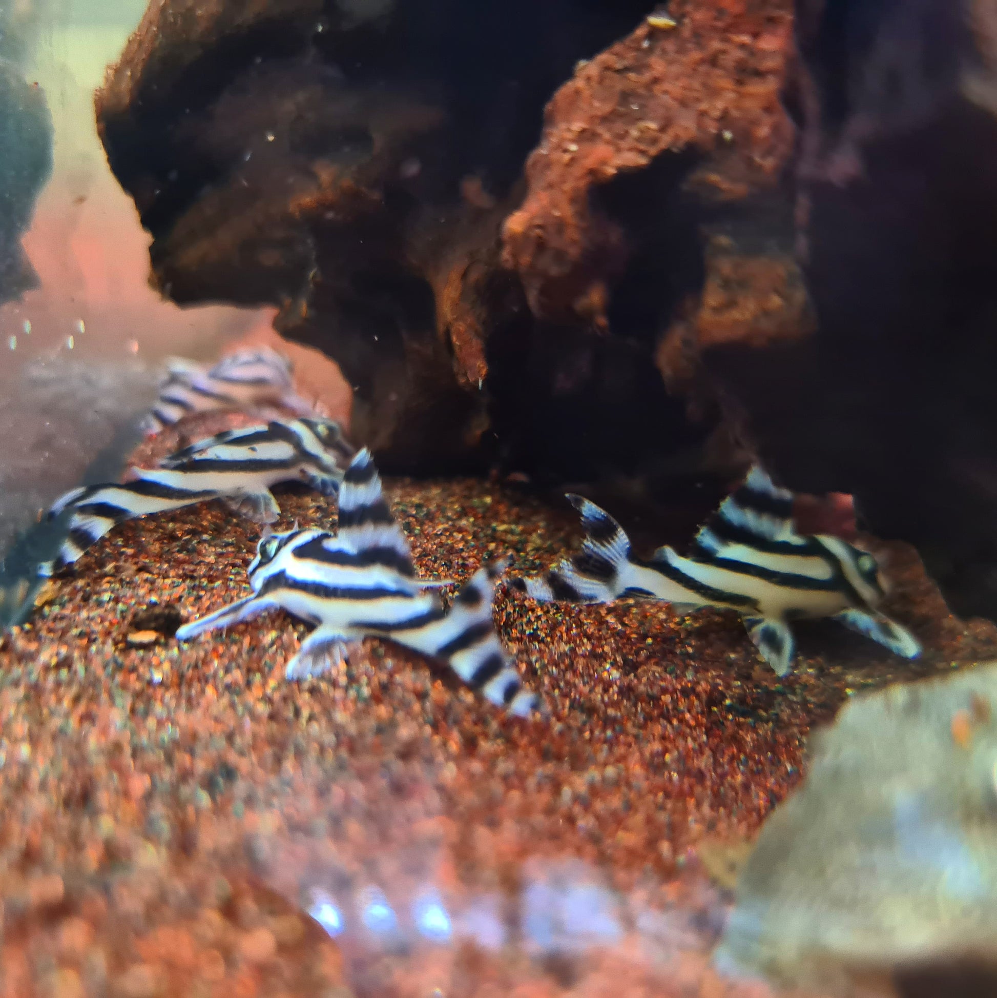 Hypancistrus Zebra L46 by Iven Betta