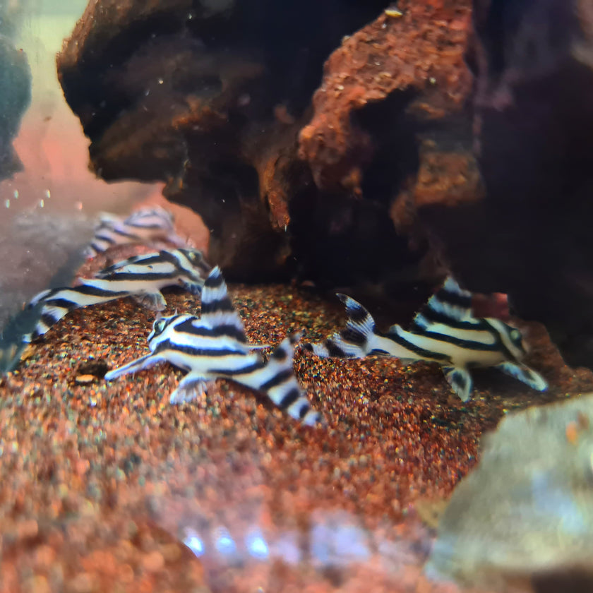 Hypancistrus Zebra L46 by Iven Betta