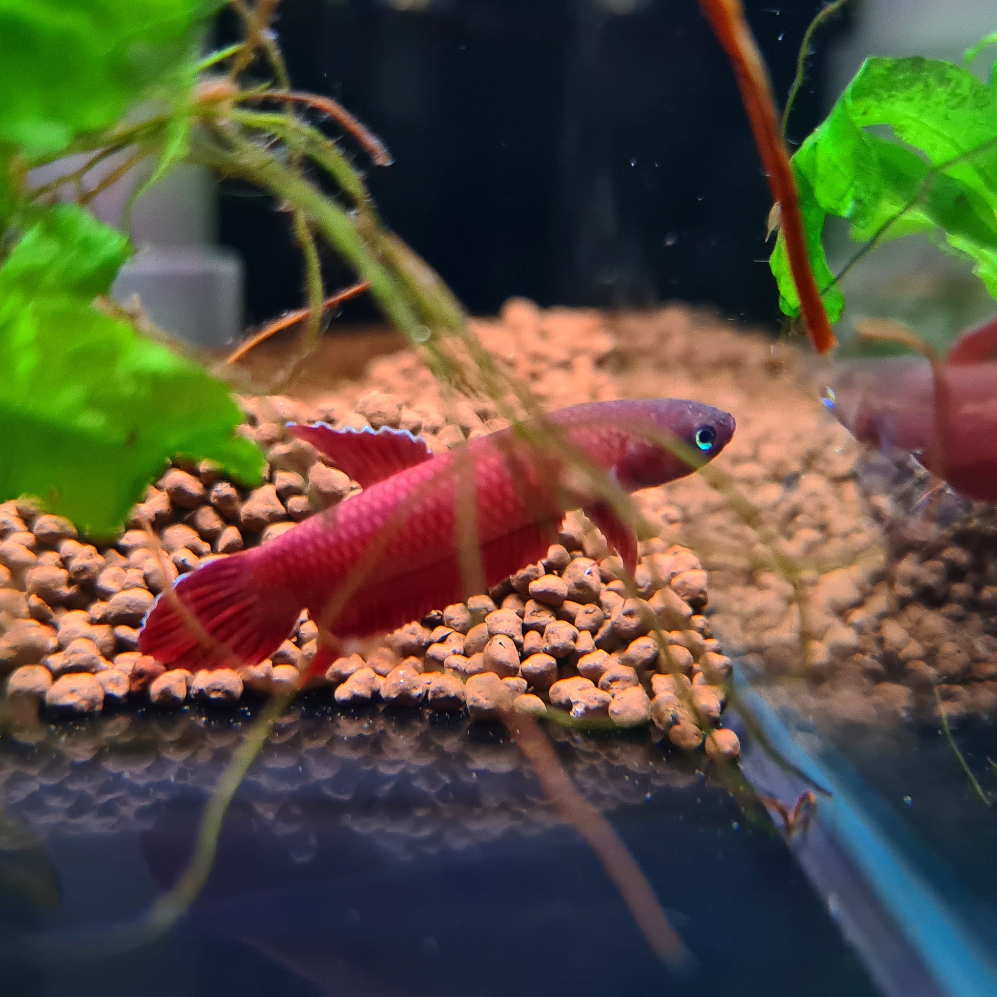 Betta Mulyadii sp. Api Api "Red" by Iven Betta