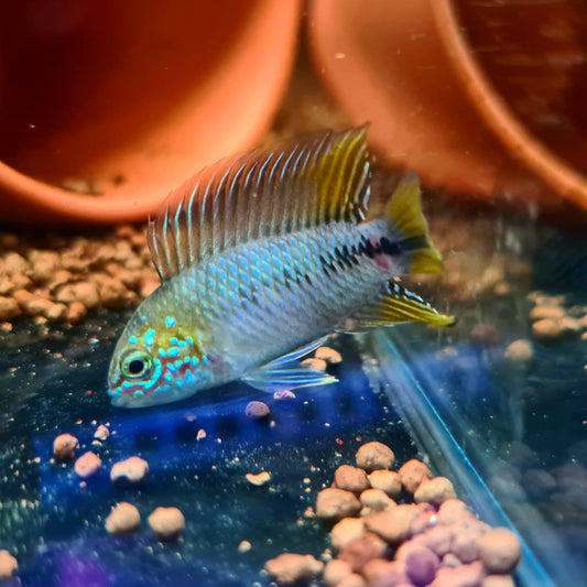 Apistogramma Borellii by Iven Betta
