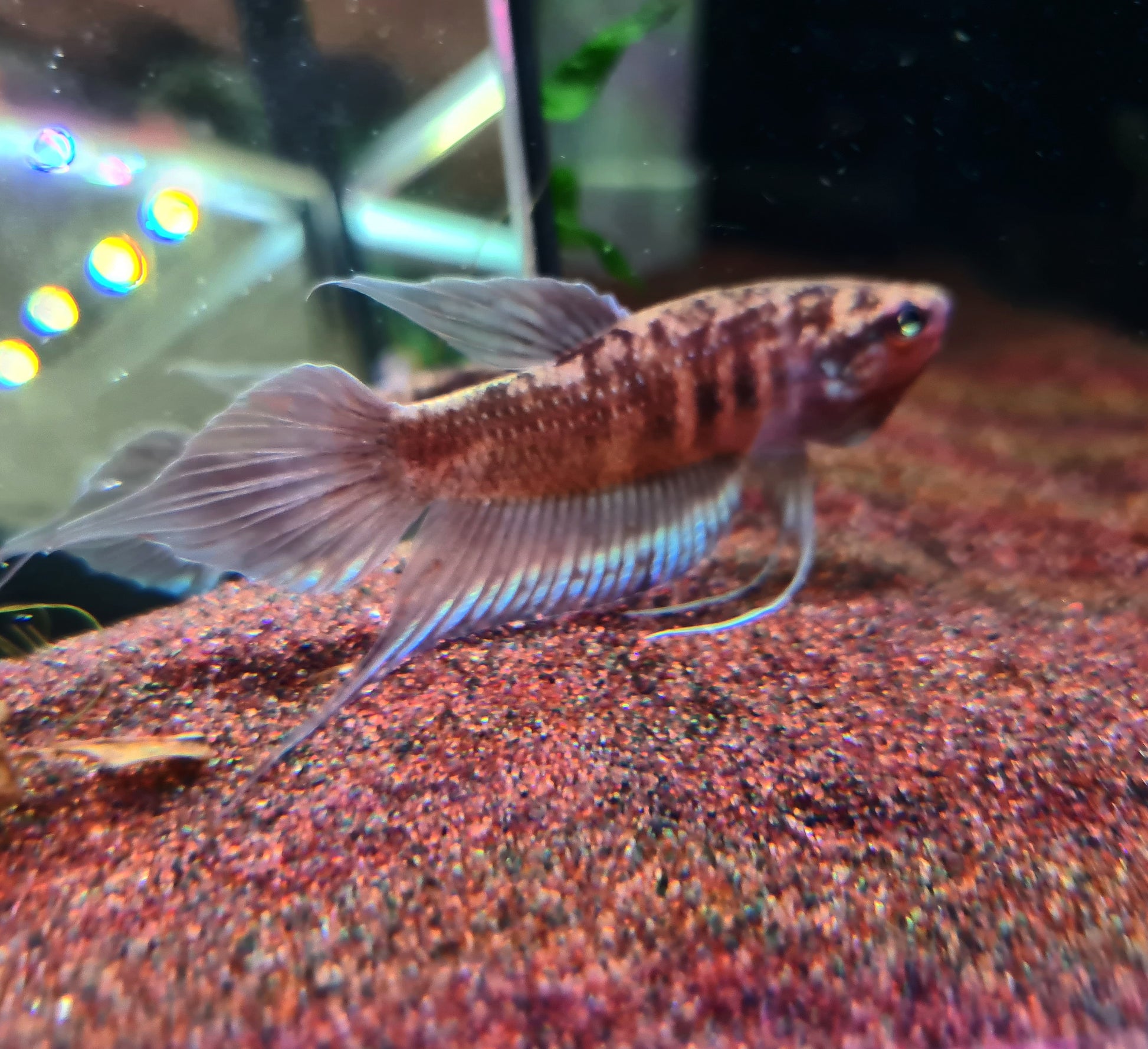 Betta Dimidiata by Iven Betta