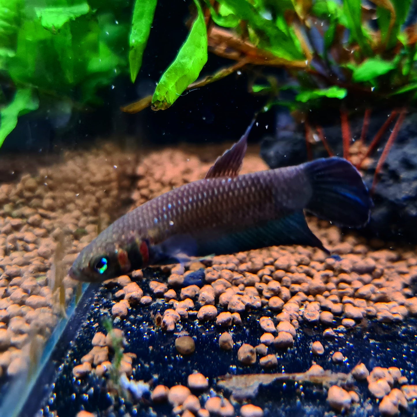Betta Mandor by Iven Betta
