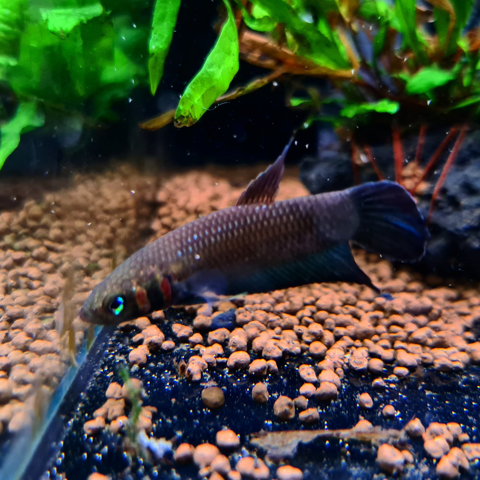 Betta Mandor by Iven Betta