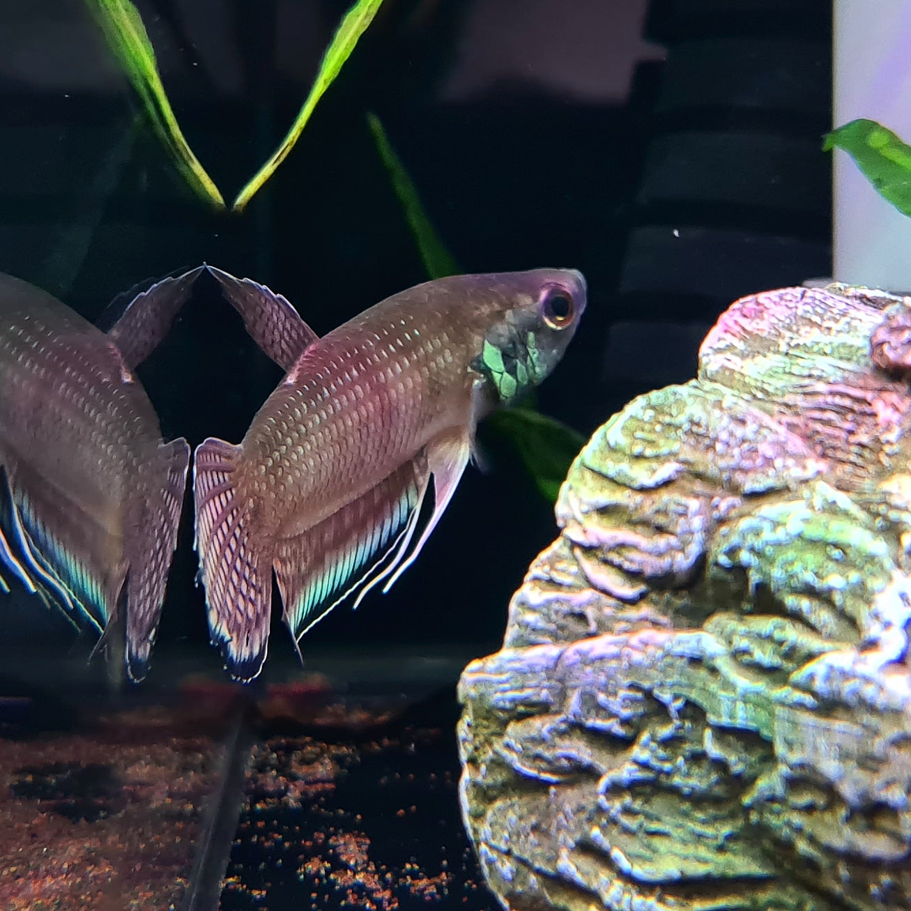 Betta Enisae by Iven Betta
