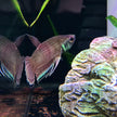 Betta Enisae by Iven Betta