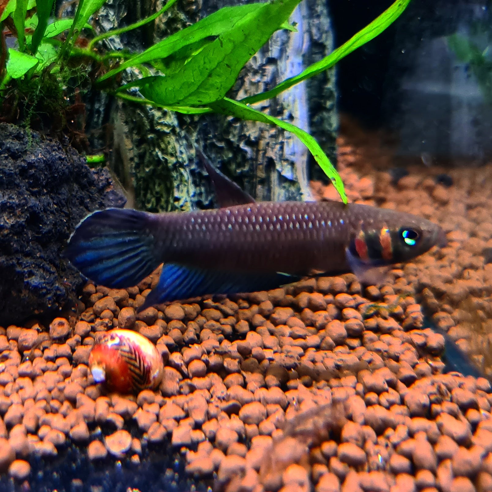 Betta Mandor by Iven Betta