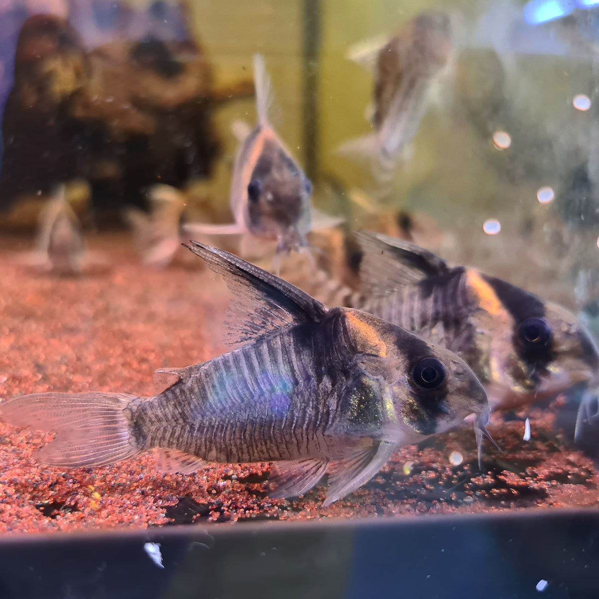 Corydoras sp. CW045 by Iven Betta