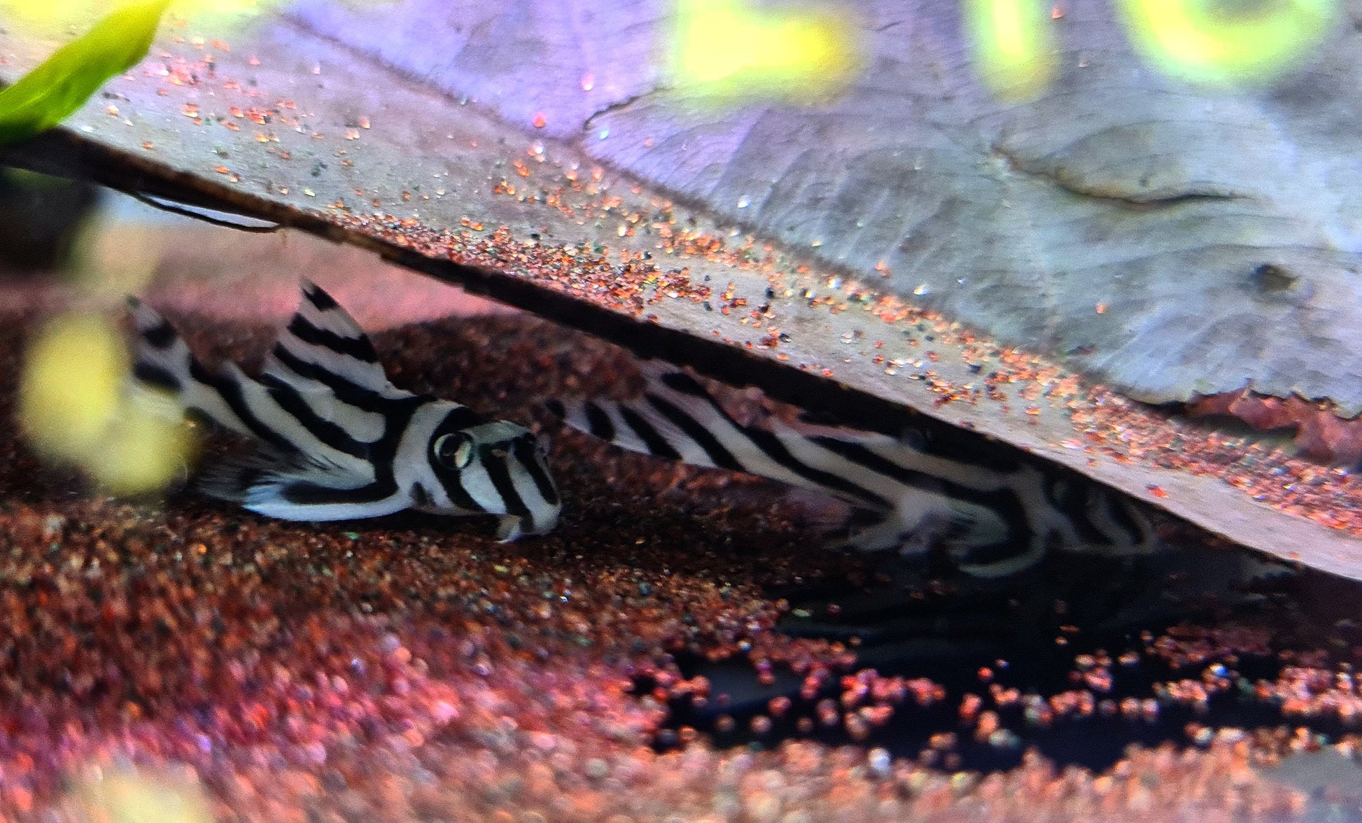 Hypancistrus Zebra L46 by Iven Betta