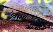Hypancistrus Zebra L46 by Iven Betta