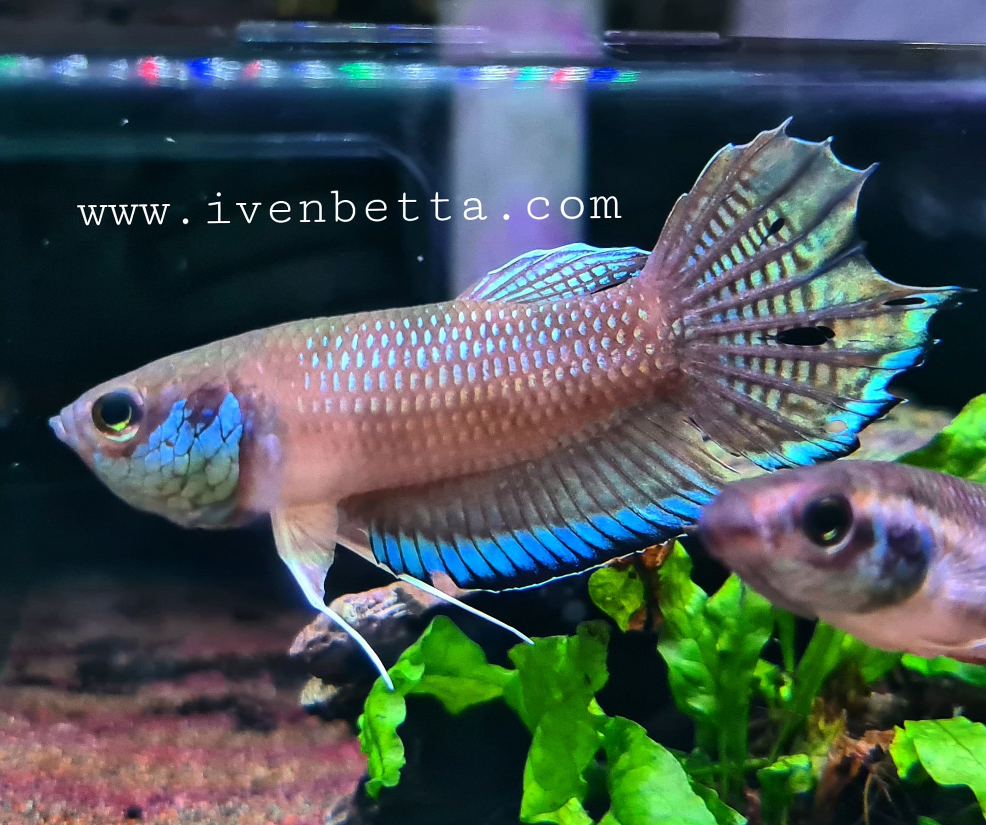 Betta Enisae by Iven Betta