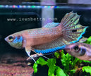Betta Enisae by Iven Betta