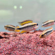 Apistogramma Agassizii 