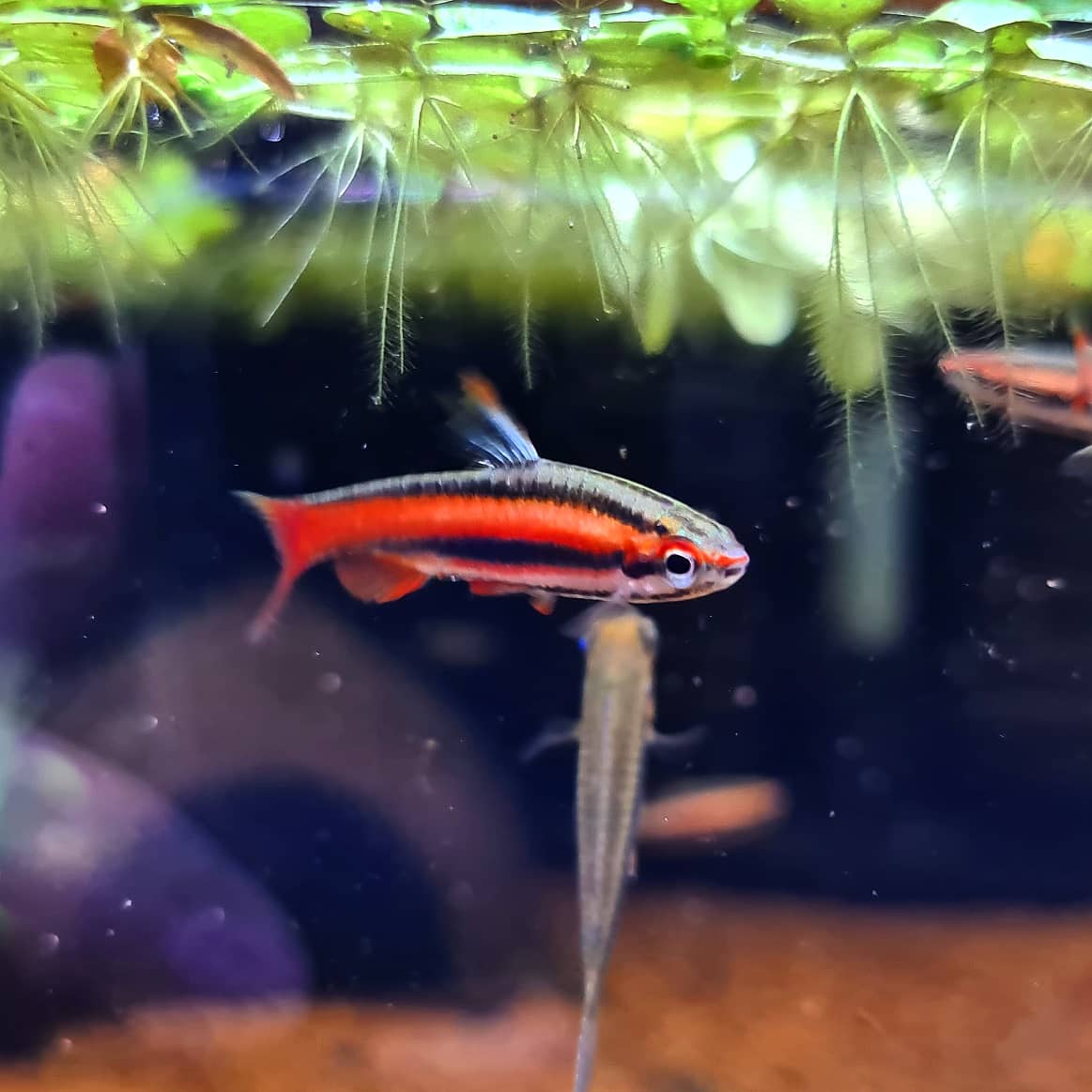 Nannostomus Mortenthaleri by Iven Betta