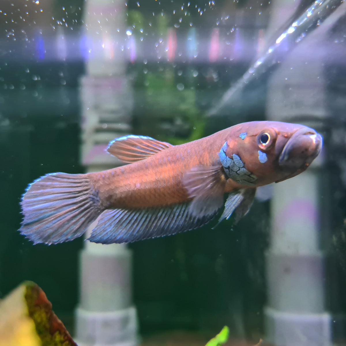 Betta Compuncta by Iven Betta