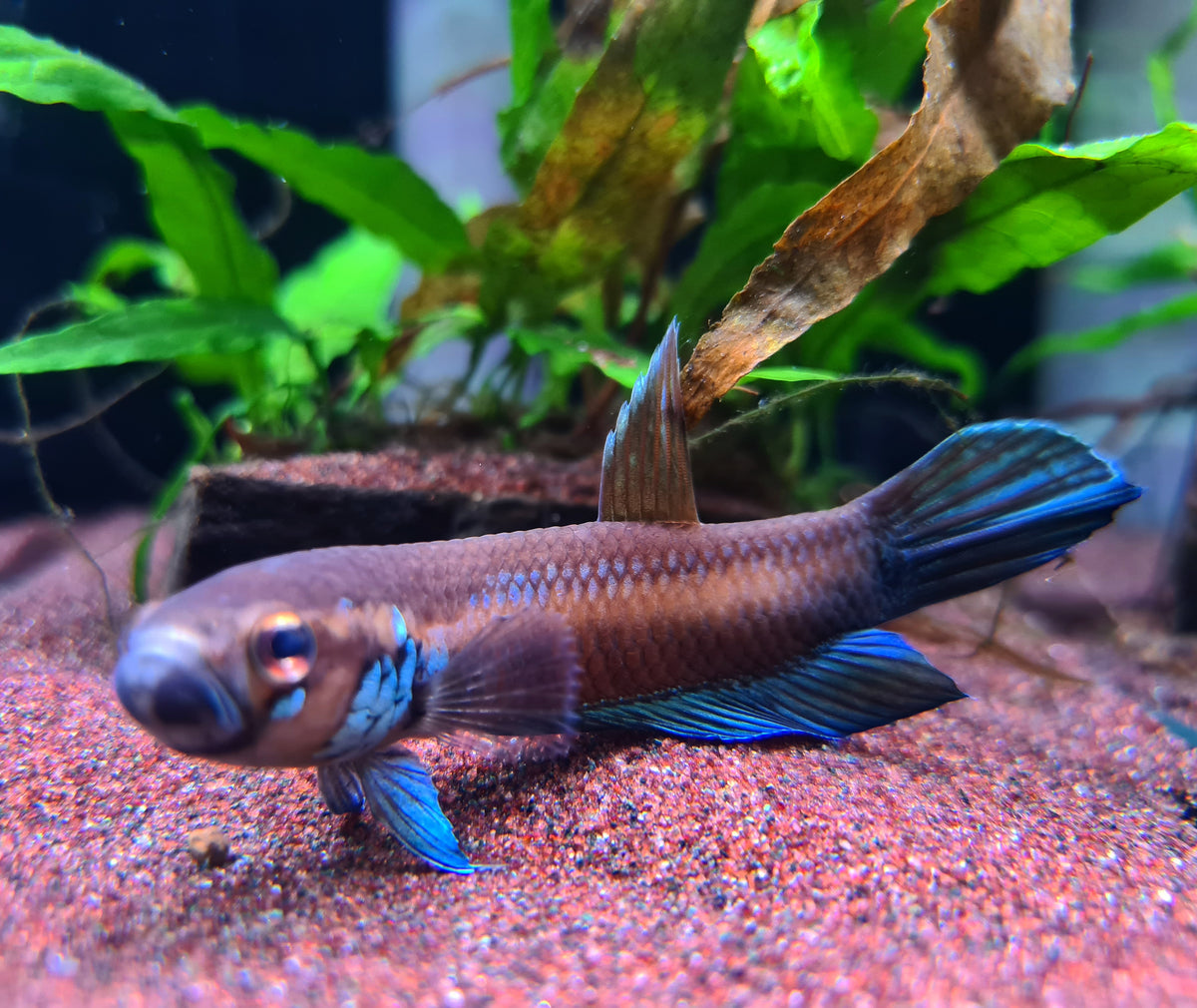 Betta Compuncta by Iven Betta