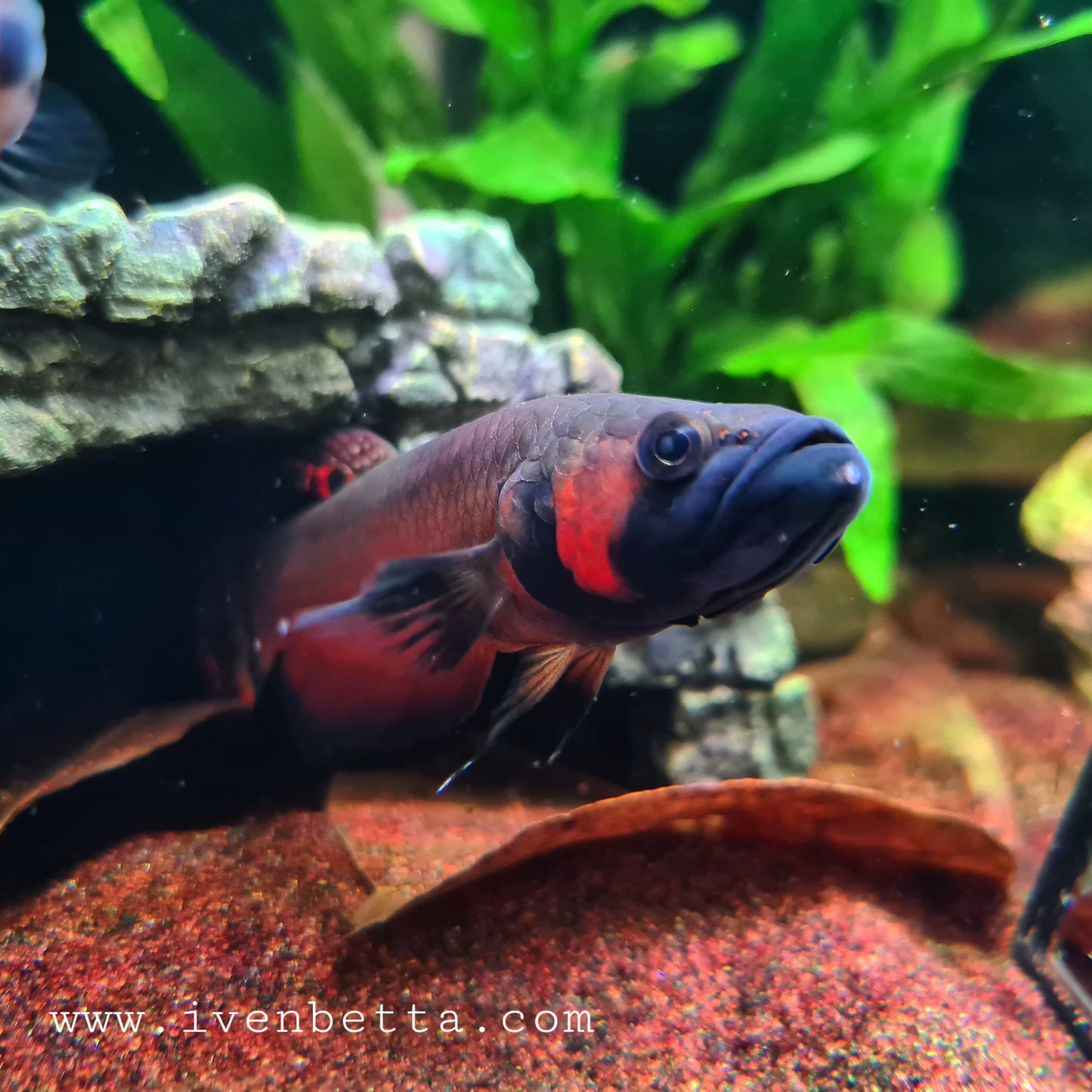 Betta Macrostoma by Iven Betta
