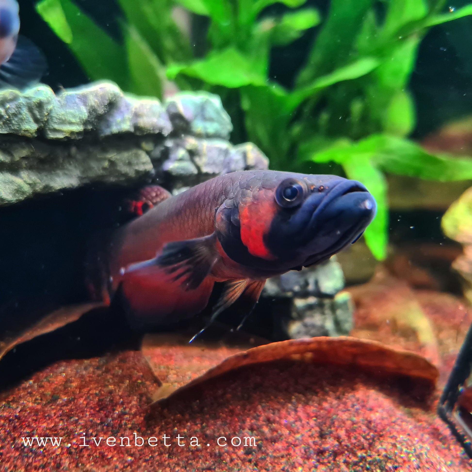 Betta Macrostoma by Iven Betta
