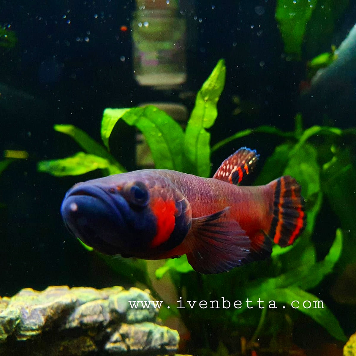 Betta Macrostoma by Iven Betta