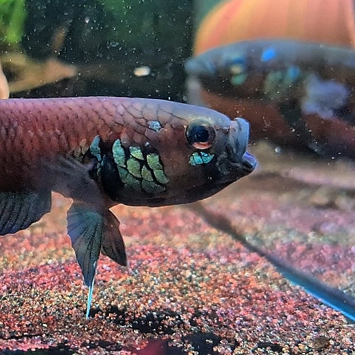 Betta Compuncta by Iven Betta