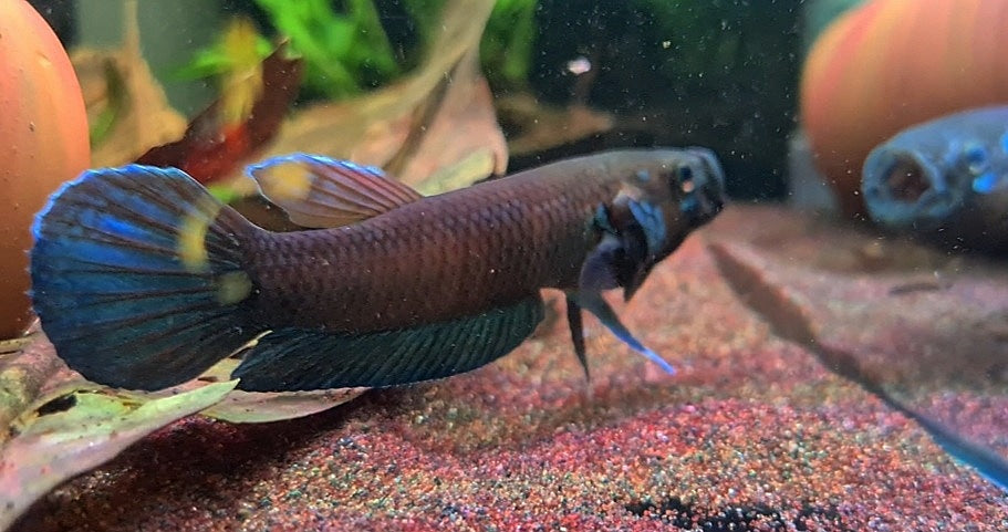 Betta Compuncta by Iven Betta