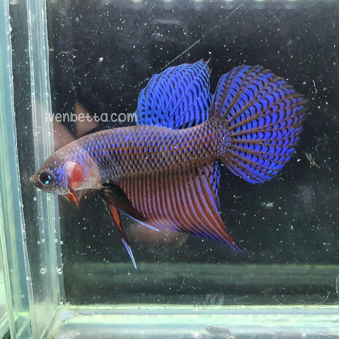Betta Smaragdina by Iven Betta