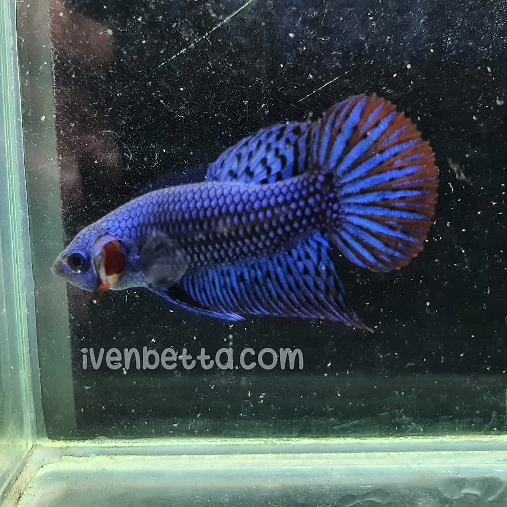 Betta var. 'Alien' by Iven Betta