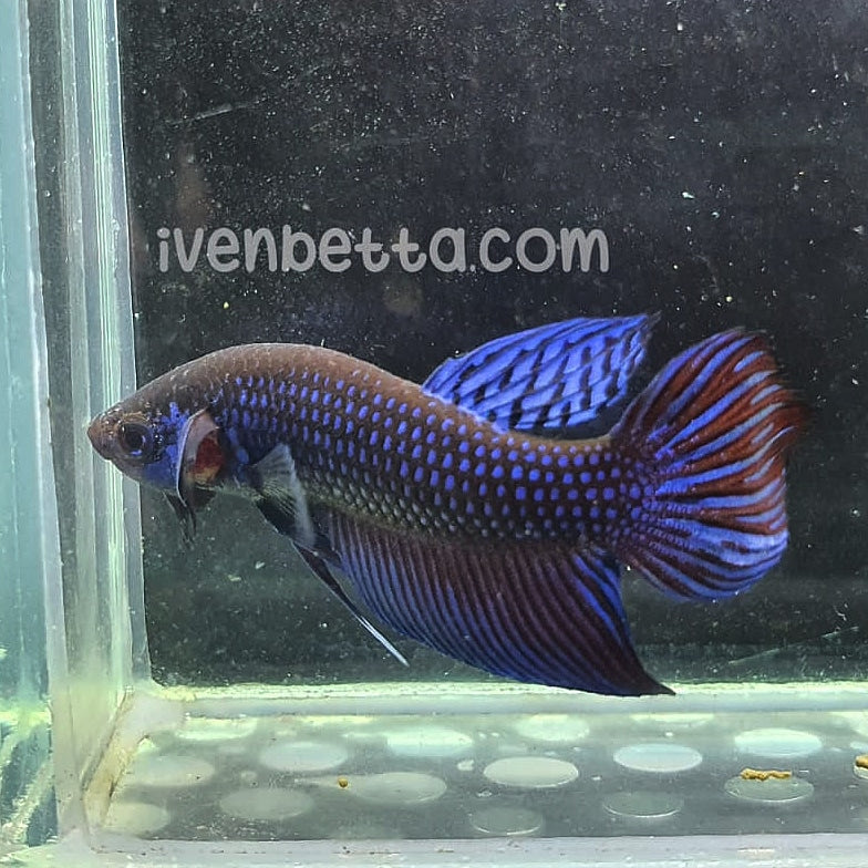 Betta Mahachaiensis by Iven Betta